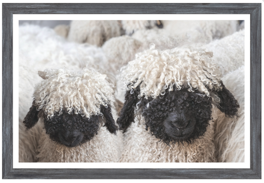 Valais Blacknosed Sheep