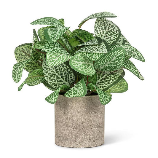 Varigated  Leaf Plant Pot